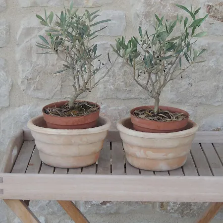 Luxury The Olive Retreat